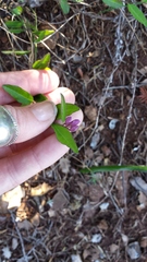 Rhinotropis californica