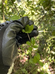 Oplonia spinosa