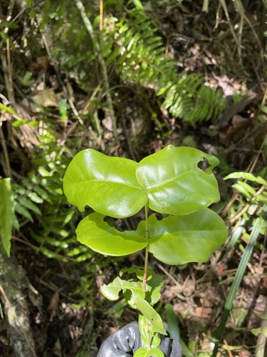 Psidium amplexicaule observed 2021-10-19