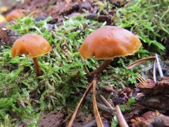 Gymnopilus picreus