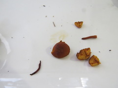 Gymnopilus picreus