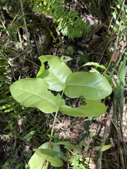 Psidium amplexicaule