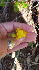 Calochortus amabilis