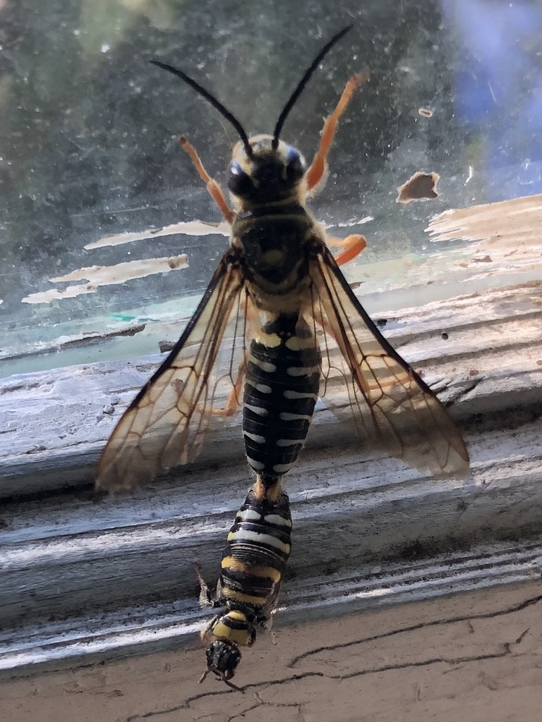 Zaspilothynnus leachiellus