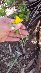 Calochortus amabilis