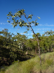 Corymbia cadophora polychroma