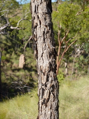 Corymbia cadophora polychroma