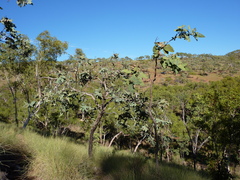 Corymbia cadophora polychroma