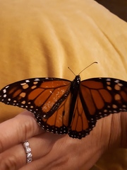 Danaus plexippus