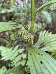 Corymborkis forcipigera