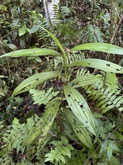 Corymborkis forcipigera