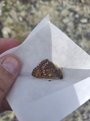 Boloria tritonia