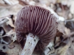 Cortinarius splendidus