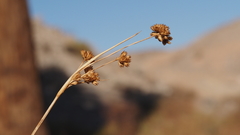 Juncus cooperi