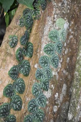 Monstera tuberculata brevinoda