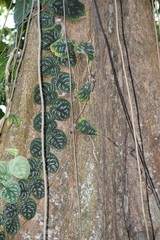 Monstera tuberculata brevinoda