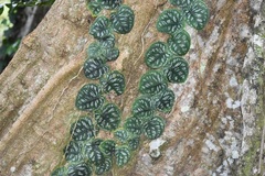 Monstera tuberculata brevinoda