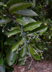 Cryptocarya hypospodia