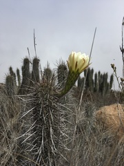 Trichocereus