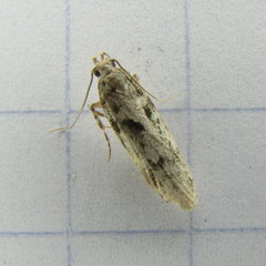 Chionodes terminimaculella