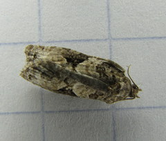 Apotomis infida
