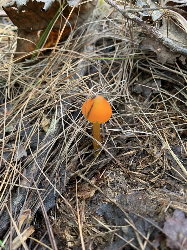 Hygrocybe sp. 'singeri-IN02'