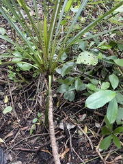 Freycinetia banksii