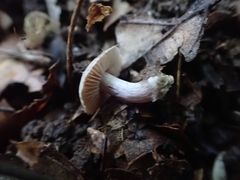 Cortinarius subtabularis
