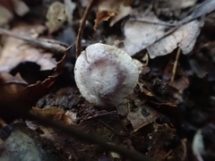 Cortinarius subtabularis