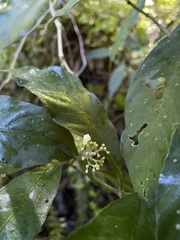 Palicourea pubescens