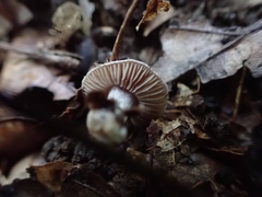 Cortinarius subtabularis