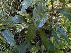 Palicourea pubescens