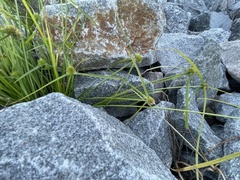 Cyperus metzii