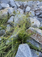 Cyperus metzii