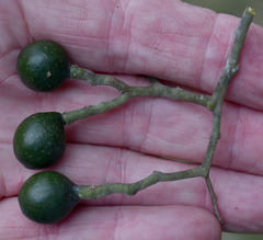 Cryptocarya hypospodia