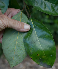 Cryptocarya hypospodia
