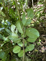 Coccoloba buchii