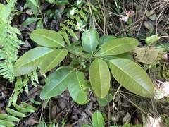 Pilocarpus racemosus