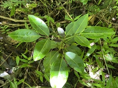 Pilocarpus racemosus