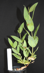 Eucalyptus ligulata ligulata