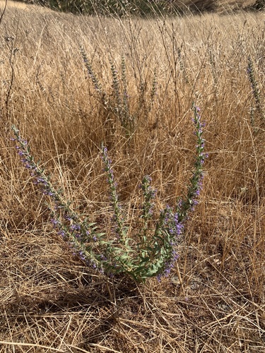 iNaturalist observation photo of Vinegar Weed