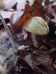 Cortinarius ochroglutinosus