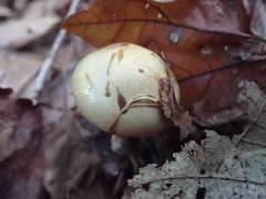 Cortinarius ochroglutinosus