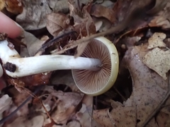 Cortinarius ochroglutinosus
