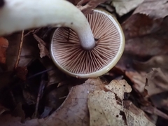 Cortinarius ochroglutinosus