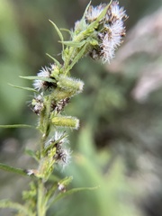 Rhopalomyia anthophila
