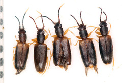 Telephanus