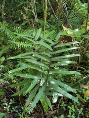 Adiantum pulverulentum