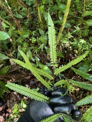 Adiantum pulverulentum