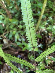 Adiantum pulverulentum